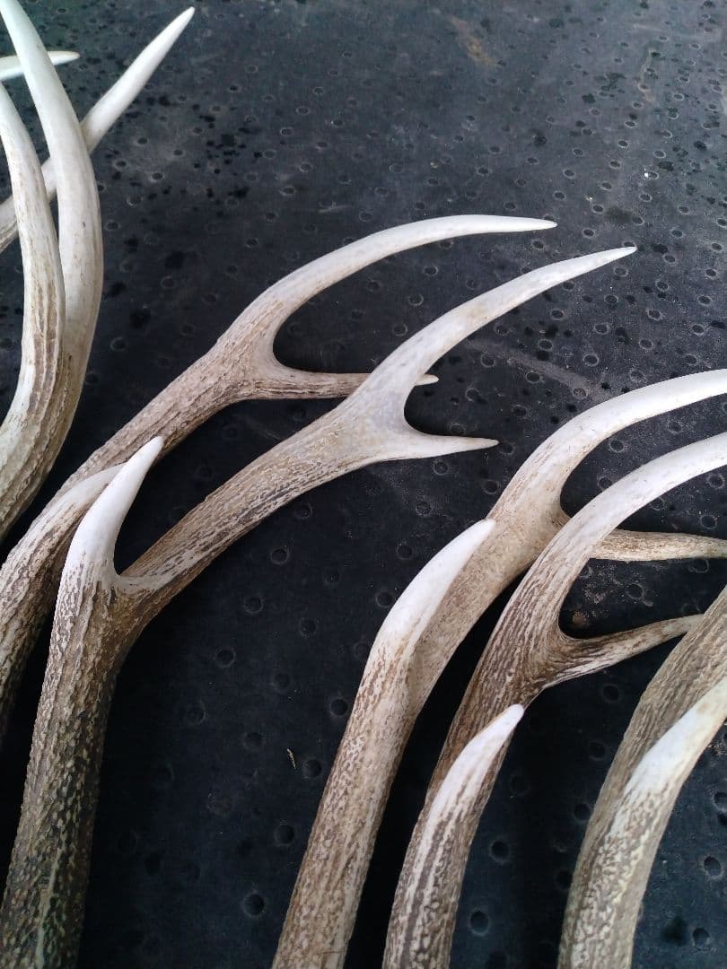 蝦夷鹿の角10本