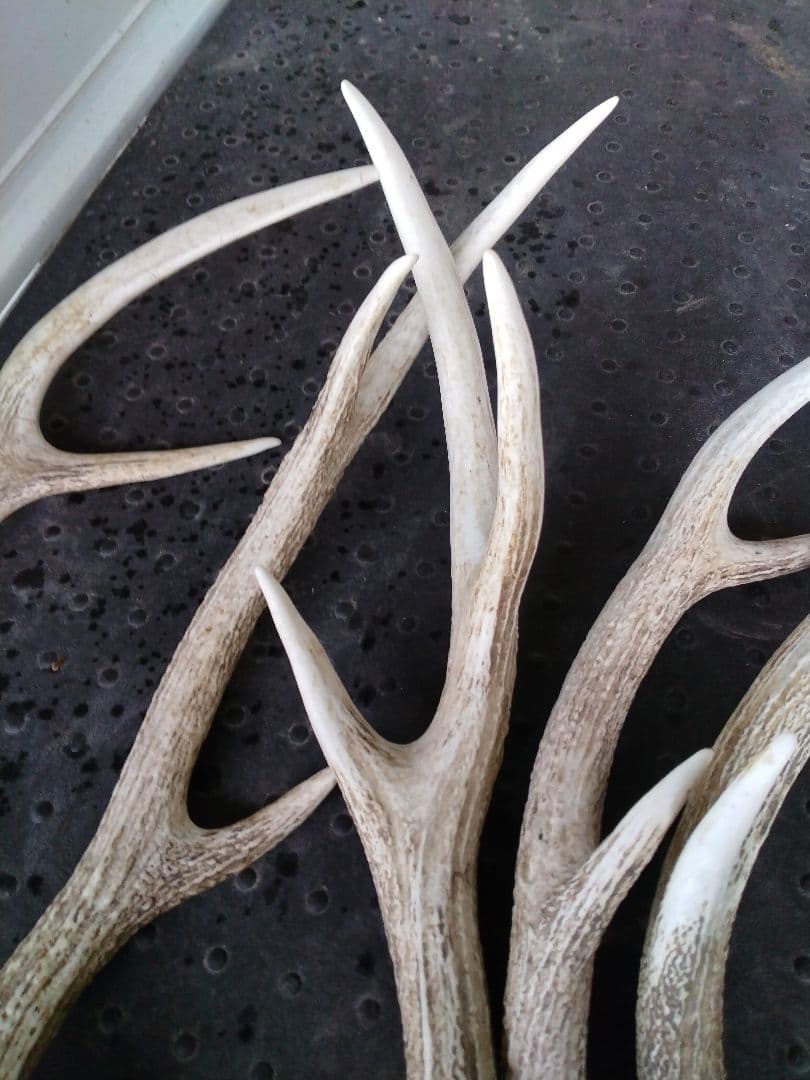 蝦夷鹿の角10本