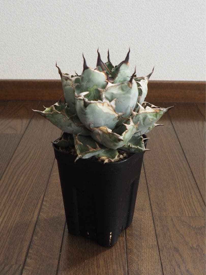 アガベ　チタノタ　台湾産　ブラックアンドブルー