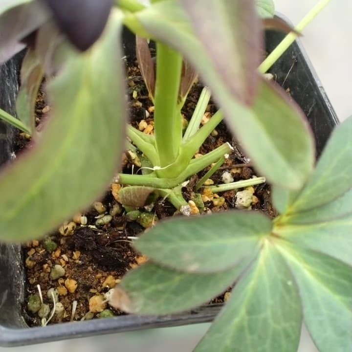 大森プランツ。ウインターシンフオニー。ヘレボルス 苗 No21番