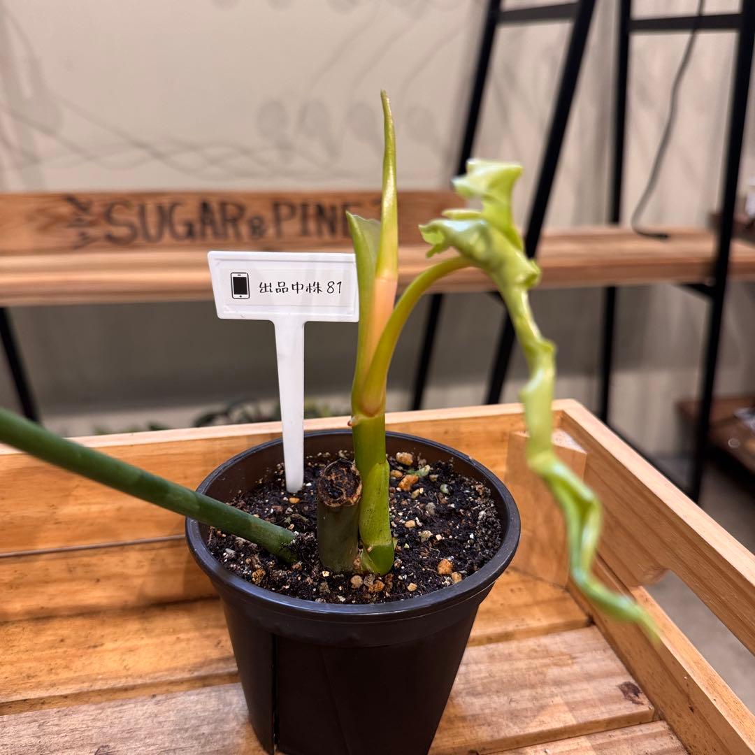 81 フィロデンドロン　ベルアイル　激レア品種　新芽展開中