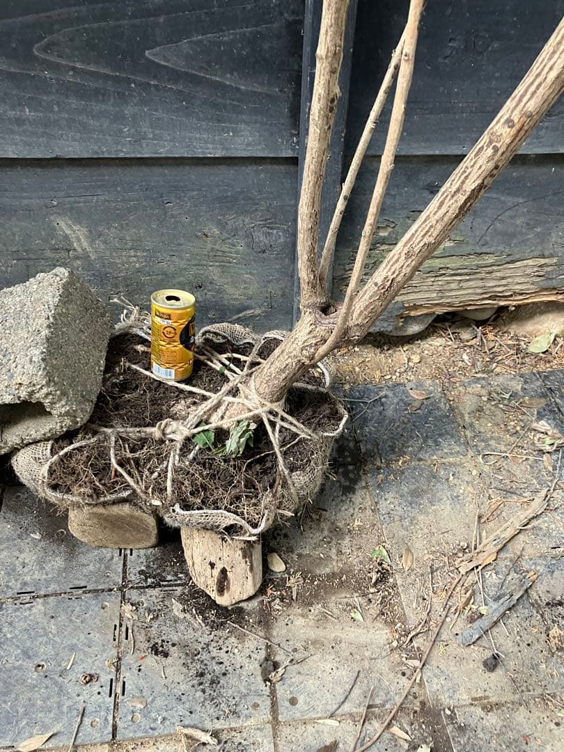 山採り　マユミ