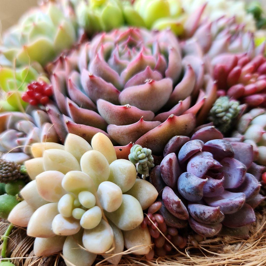 多肉植物寄せ植え　そのまま飾れる　バスケット♡