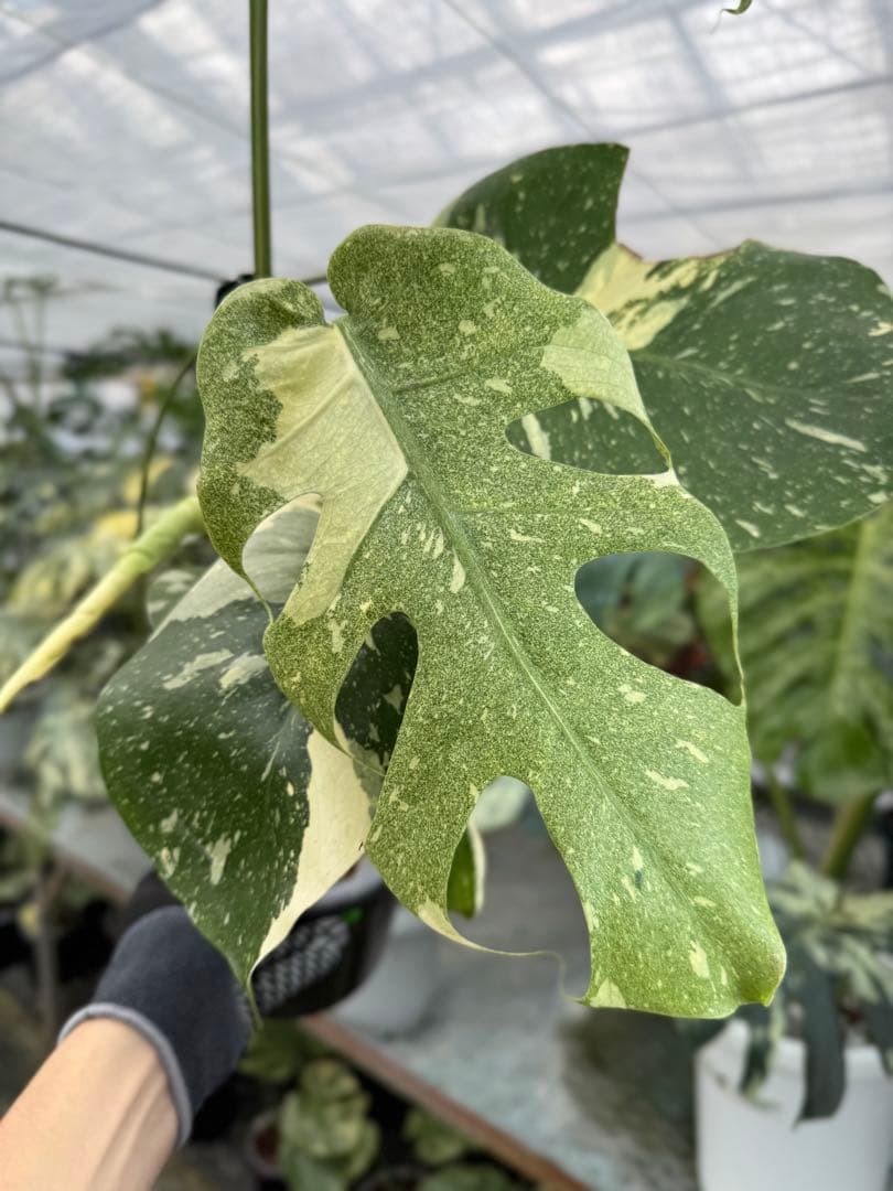 9モンステラ　タイコンステレーション　スターライト