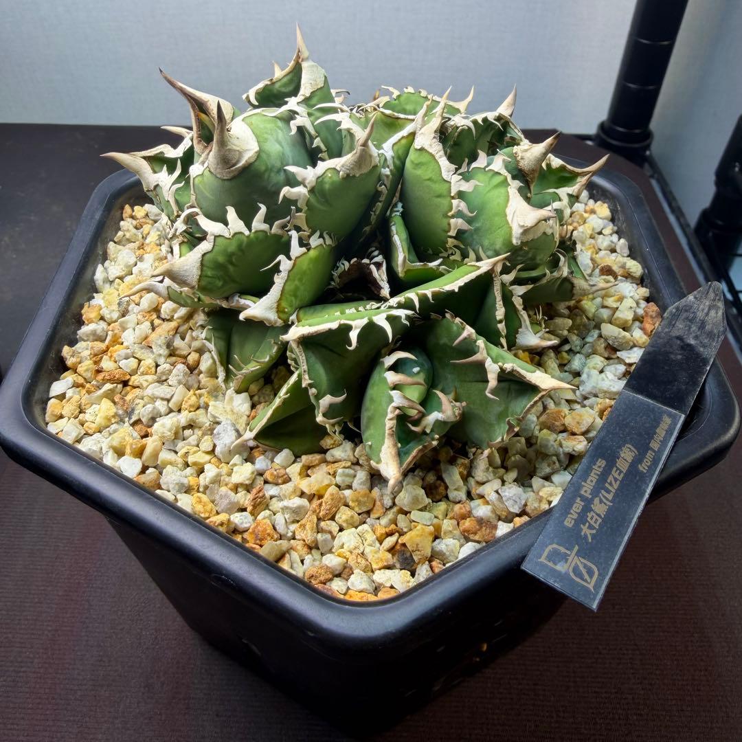 4頭大白鯊　アガベ　鉢植え配送