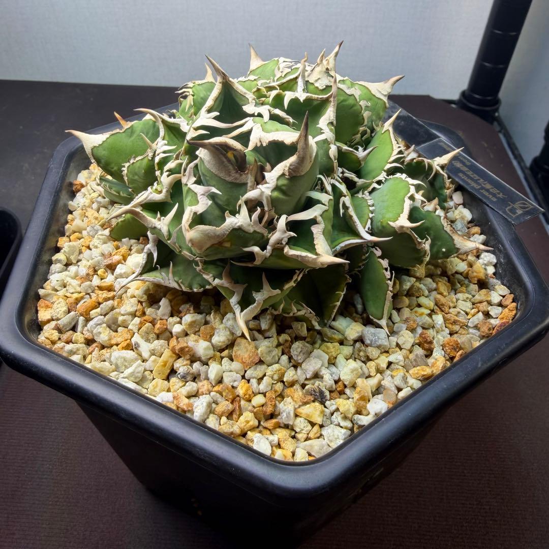 4頭大白鯊　アガベ　鉢植え配送