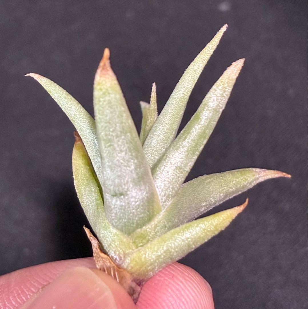 同梱割Tillandsia ' Flake' T'S TROPICALS