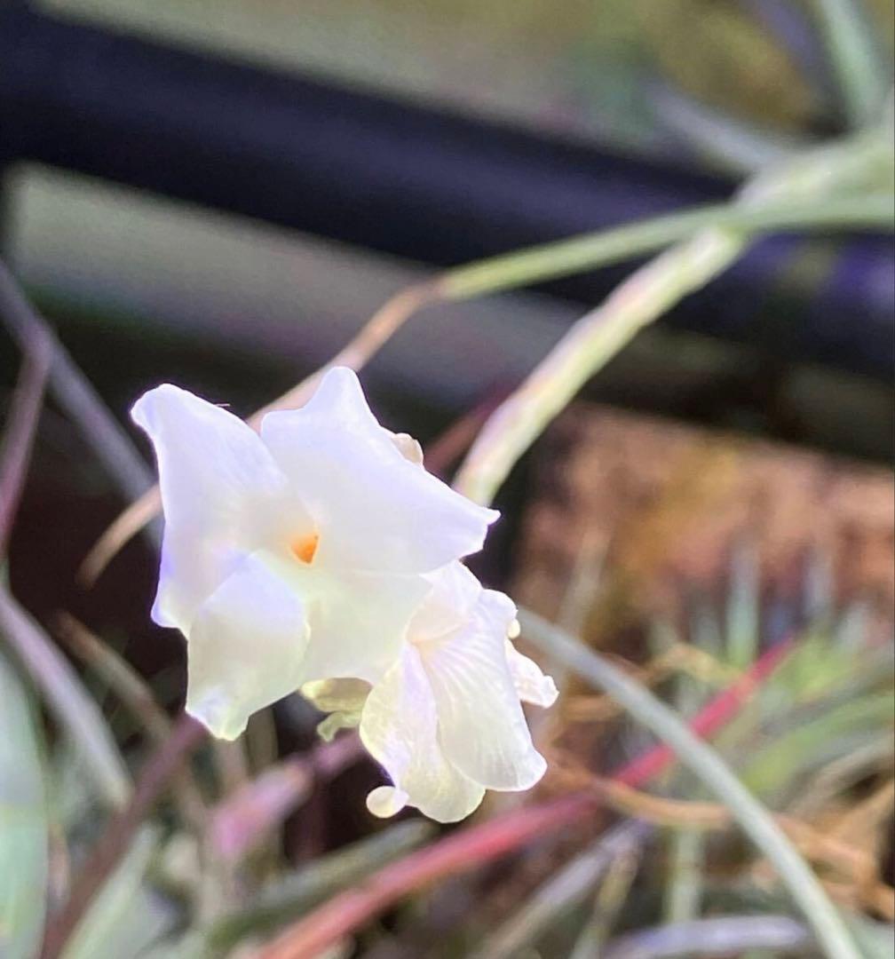 同梱割Tillandsia ' Flake' T'S TROPICALS