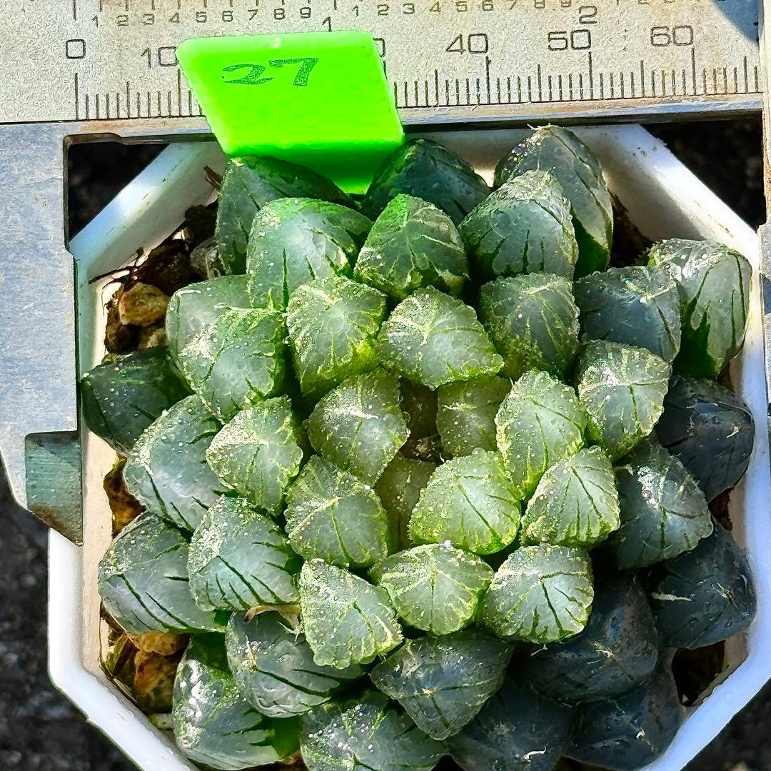 ご*！様 ブルーレイオブツーサ錦　超美株　ハオルチア　観葉植物　27