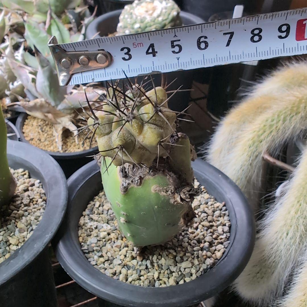 専用　輸入球　コピアポア　黒王丸錦　かき仔　接ぎ木　鉢ごと送料込み