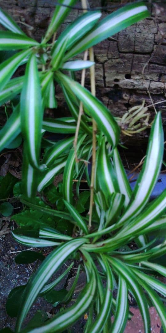 ナカフヒロハオリヅルラン　×2株