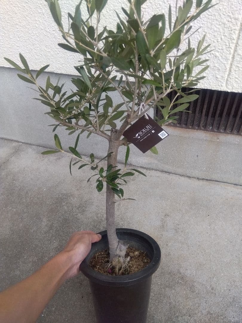 オリーブ　古木 souju 創樹　6号鉢つき　盆栽❗　③