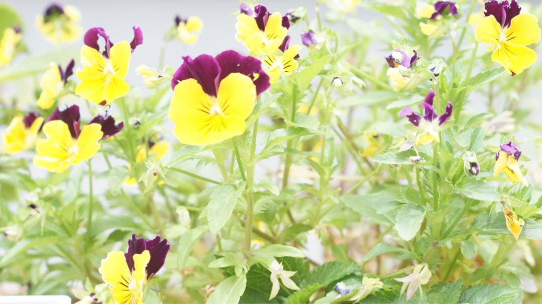 ■ 単焦点　Nikon Ai-s Micro NIKKOR 105mm F2.8