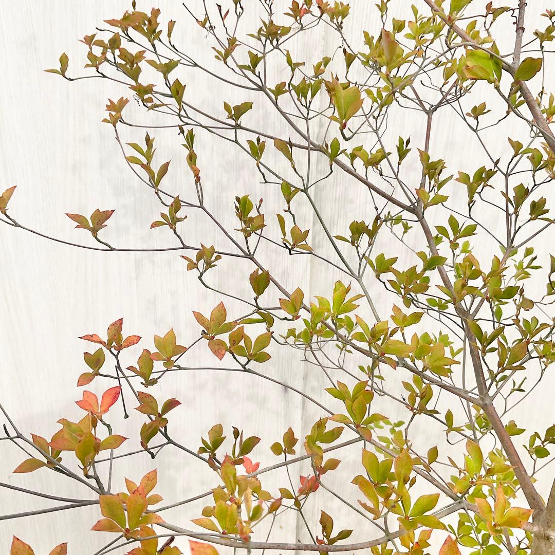 山採りドウダンツツジ　白　/ 793