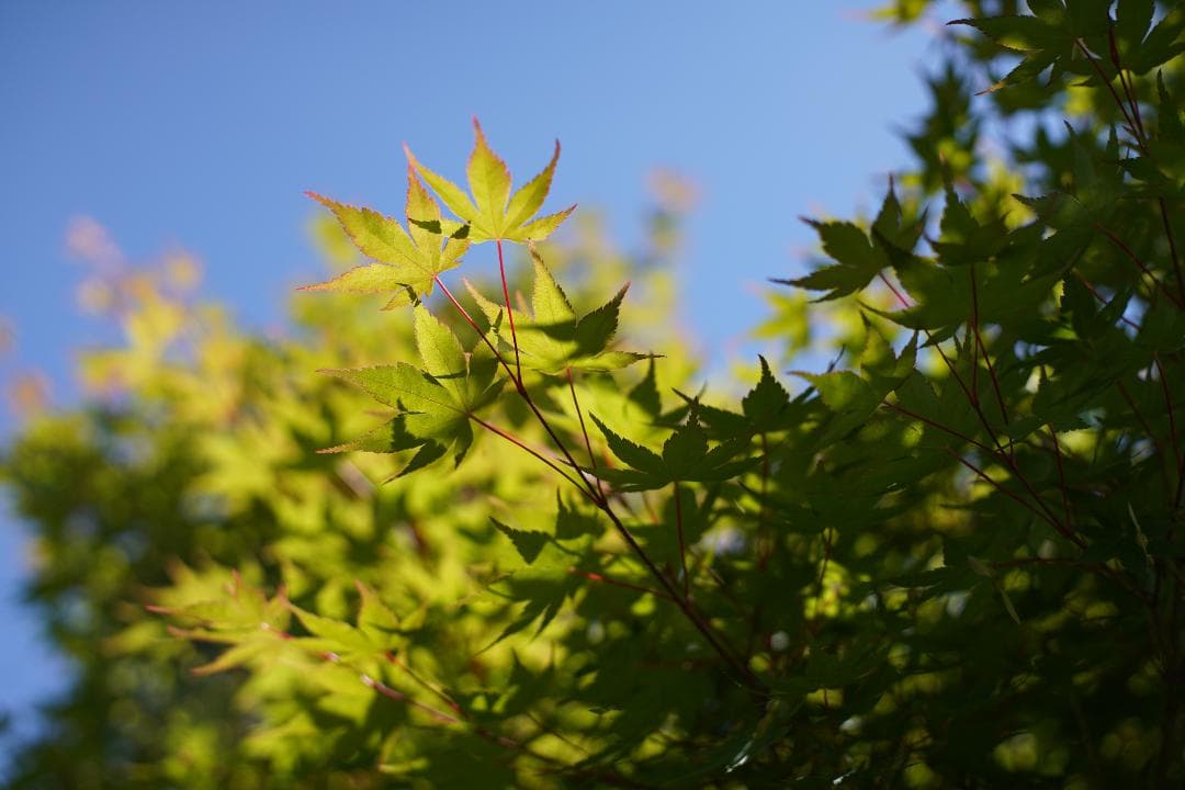 フィルムカメラ OLYMPUS OM-4 / ZUIKO AUTO-S 50mm F1.8