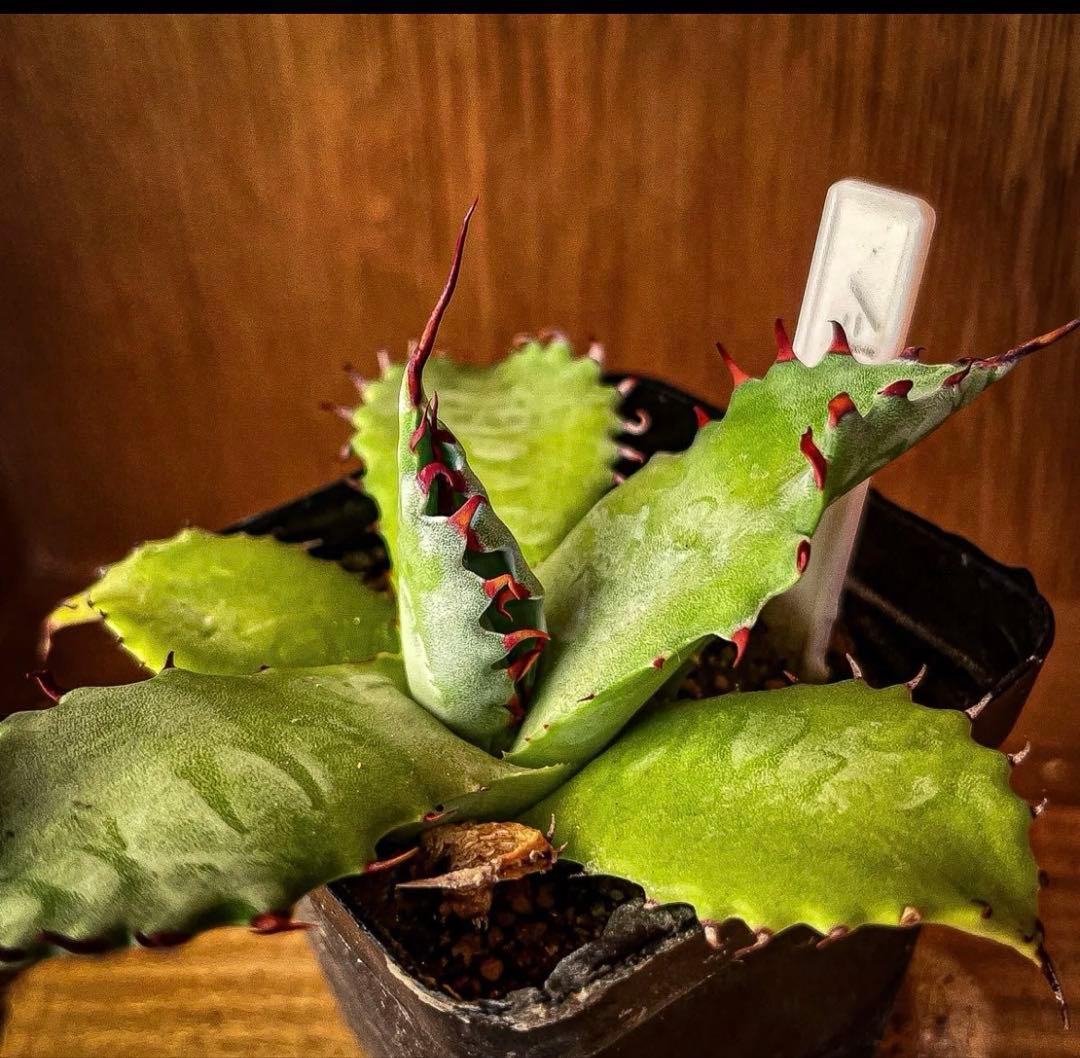 Hidden Agave アガベ　パラサナ　× イシスメシス　ハイブリッド