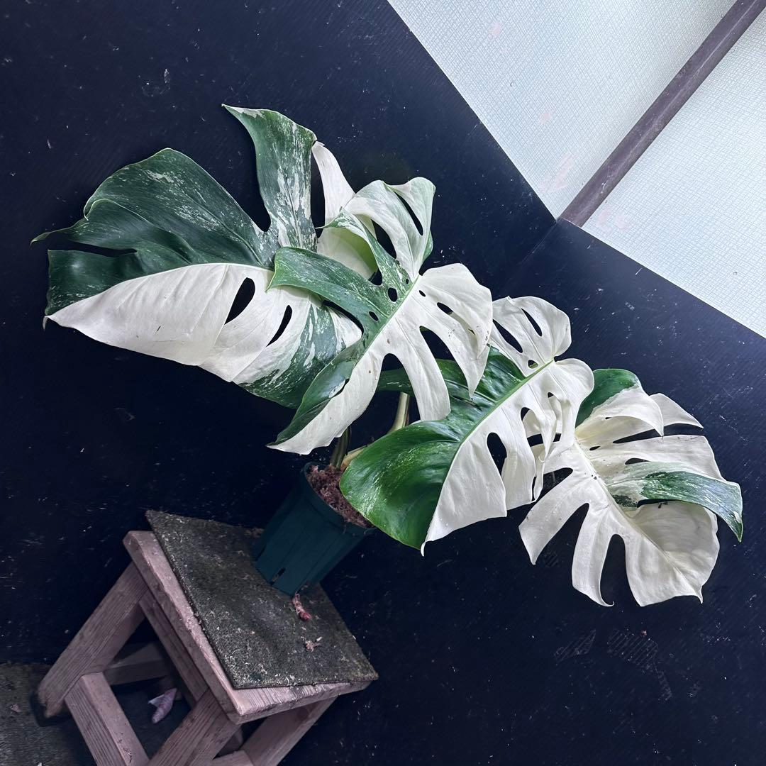 ほ*し様 モンステラ斑入りハーフムーンホワイトタイガー極美斑入り　　 51cm