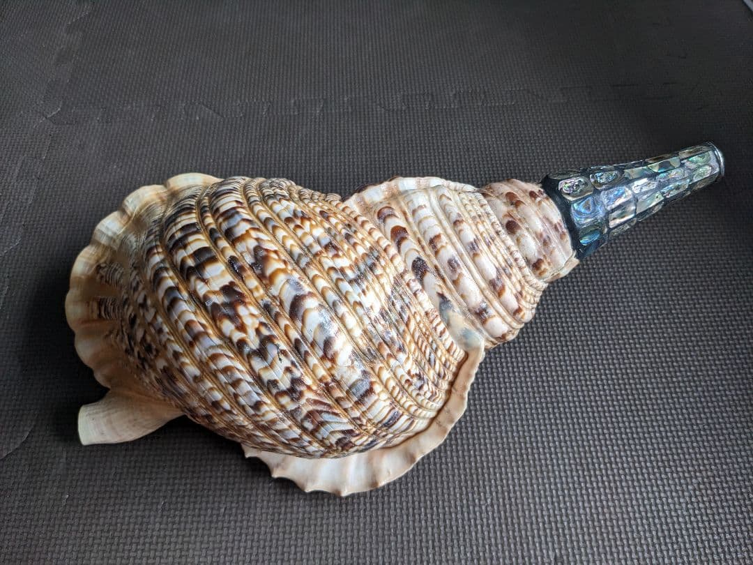 修験法螺貝　43cm　※購入前コメント必須