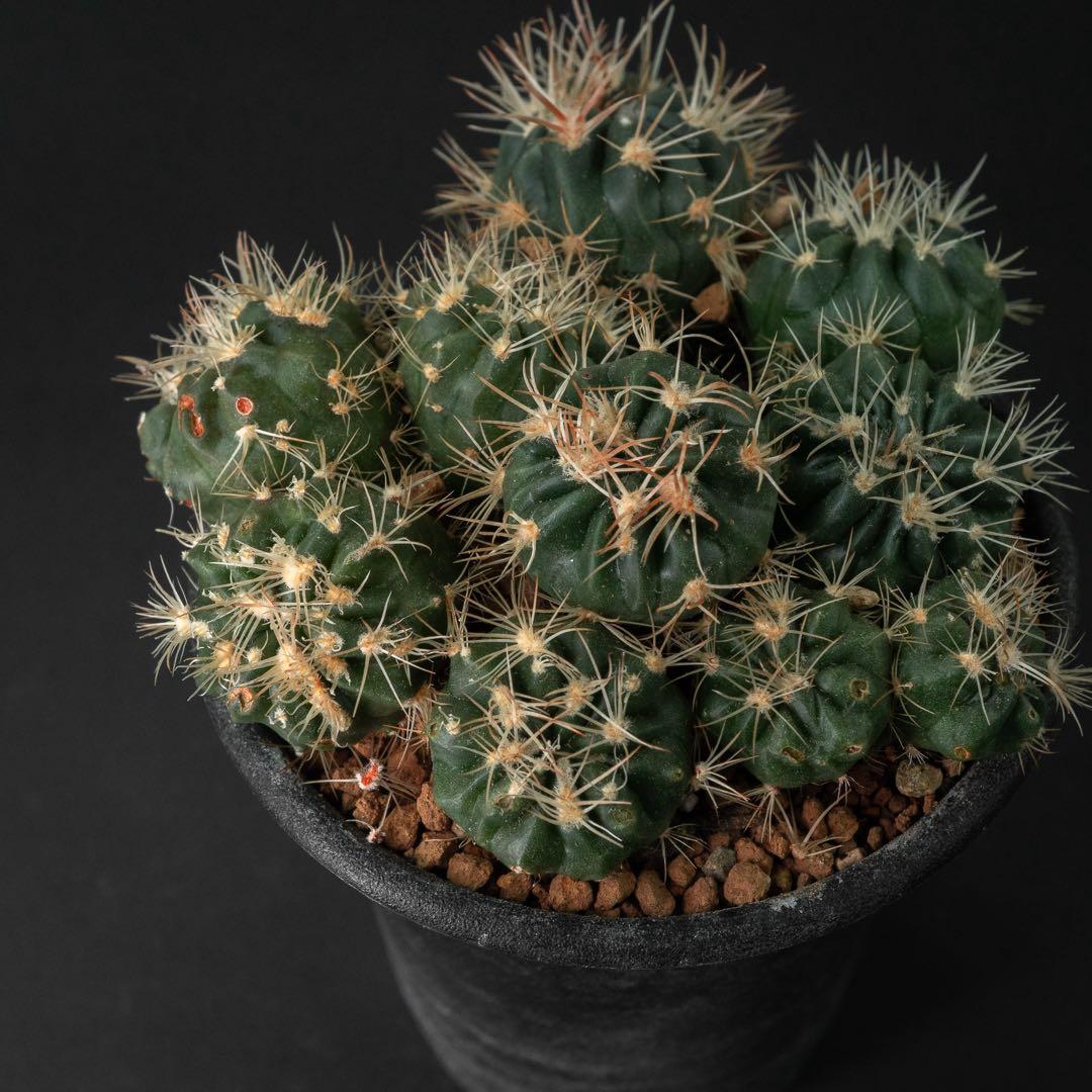 綾波 モンストx 10 （実生） #195