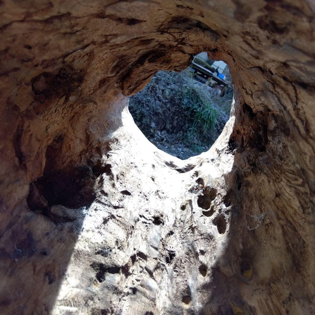 自然な木目の丸太 樹洞 丸洞 桐老木 昆虫飼育箱