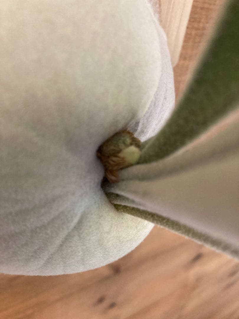 佐*樹様 ビカクシダ ベイチー \"アーバンリバー リバー\" スポア