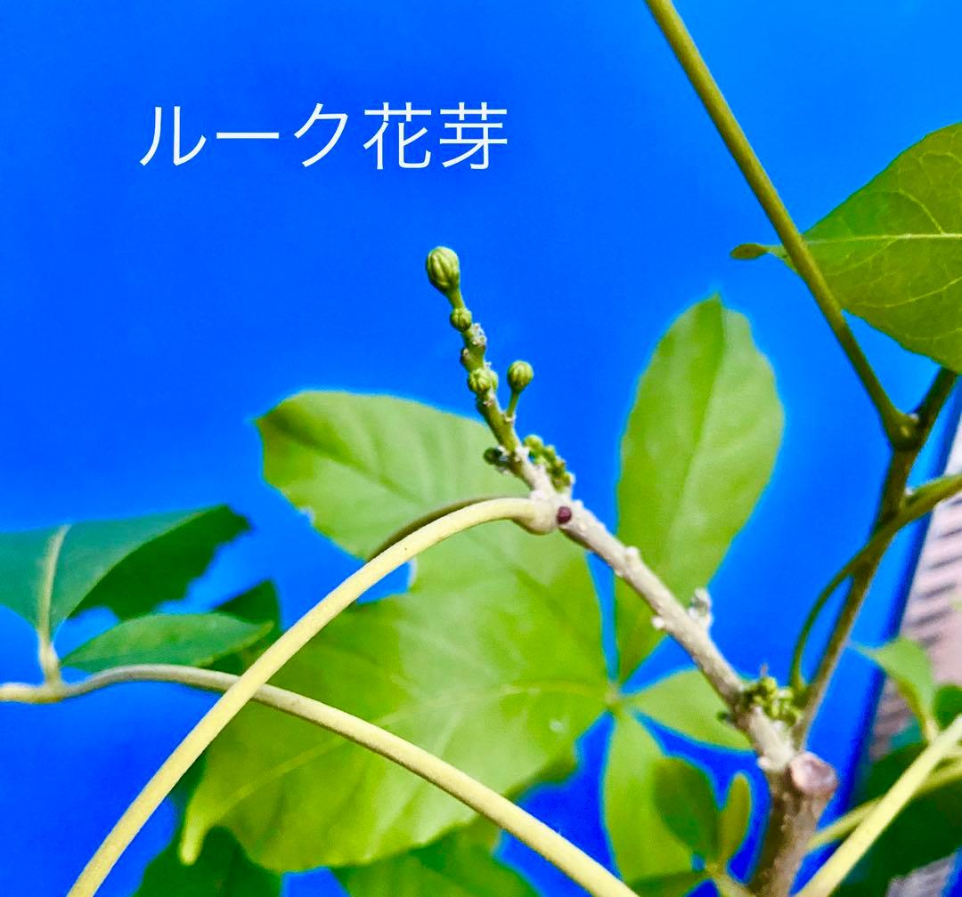 ホワイトサポテ 人気の2品種セット接木苗