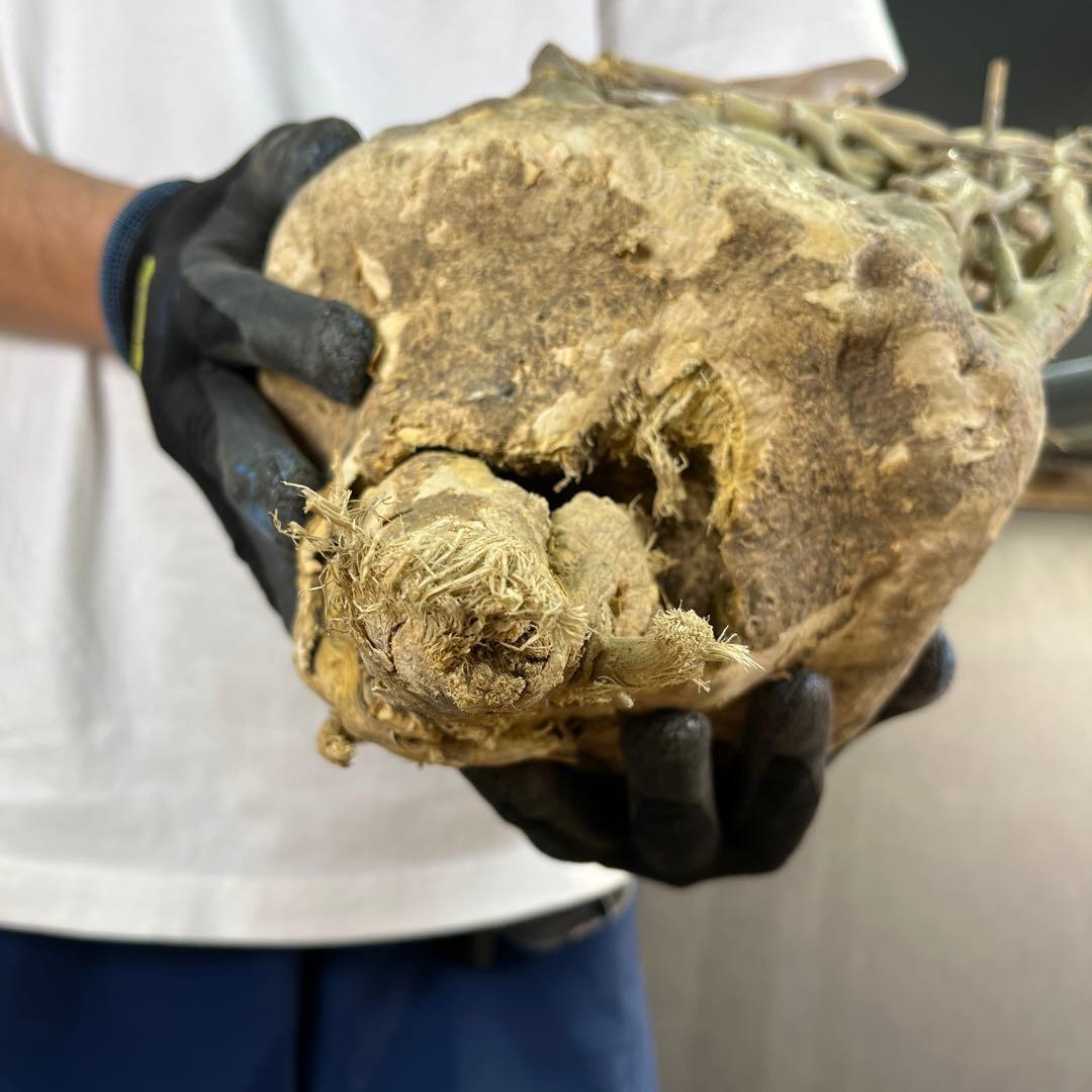 7*i様 23 激レア 超大株 アデニア ペチュエリー 現地球 鮮度抜群