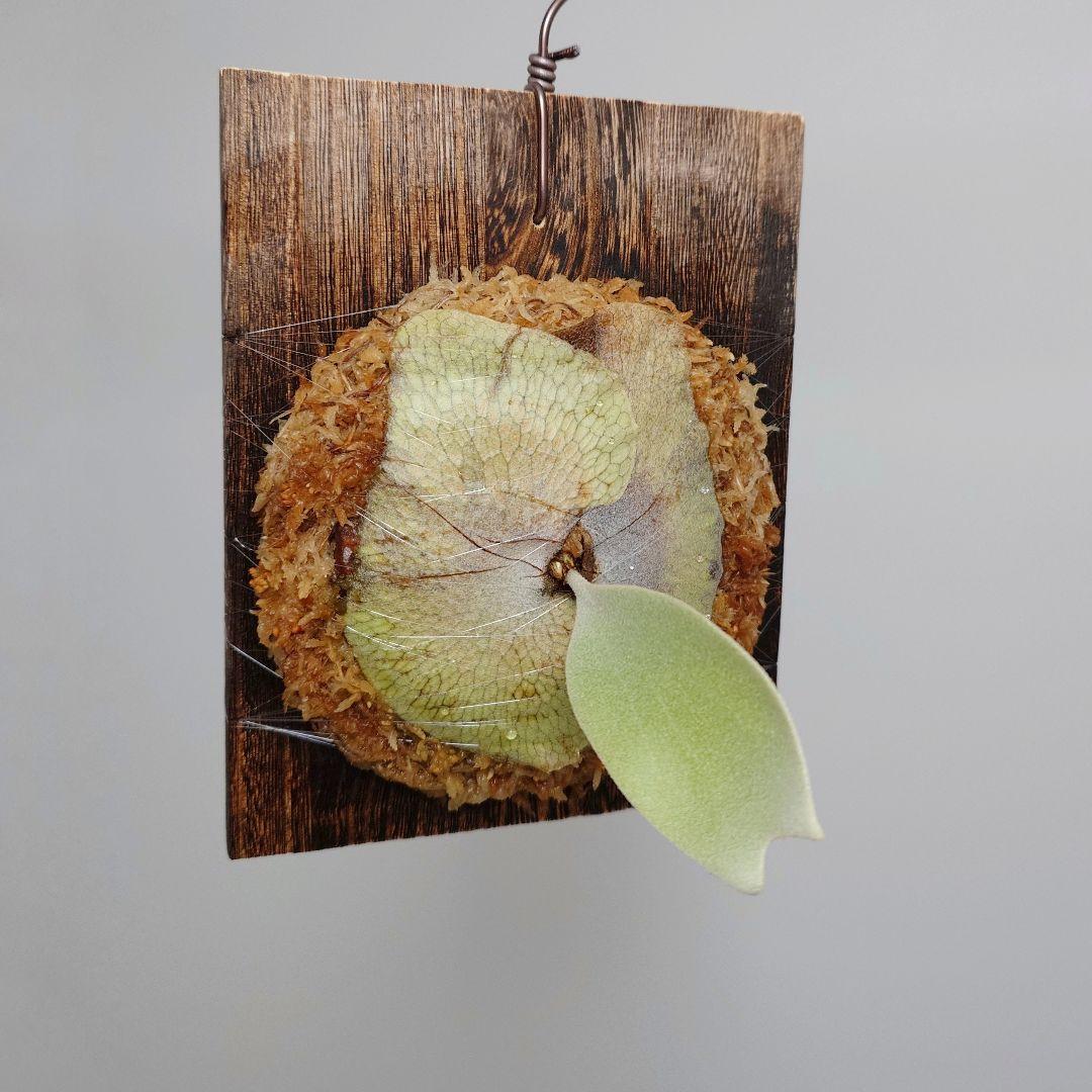 ビカクシダ White House 子株 株分け