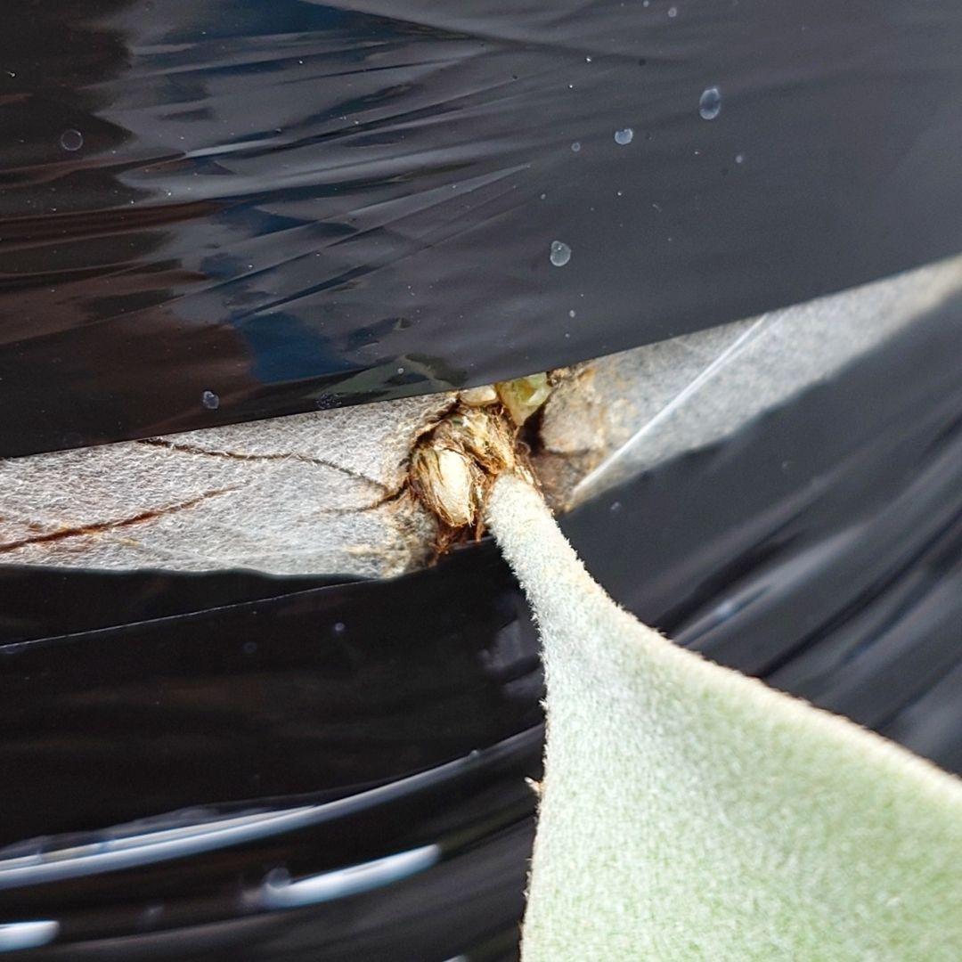 ビカクシダ White House 子株 株分け