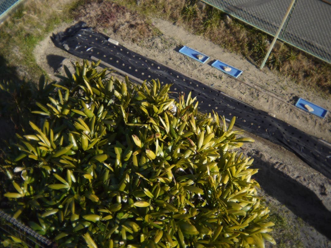 【写ルンです感覚のコンデジ】LUMIX DMC-GF2 32mm スマホ転送OK