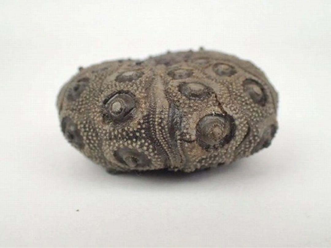 ジュラ期 化石 うに ウニ