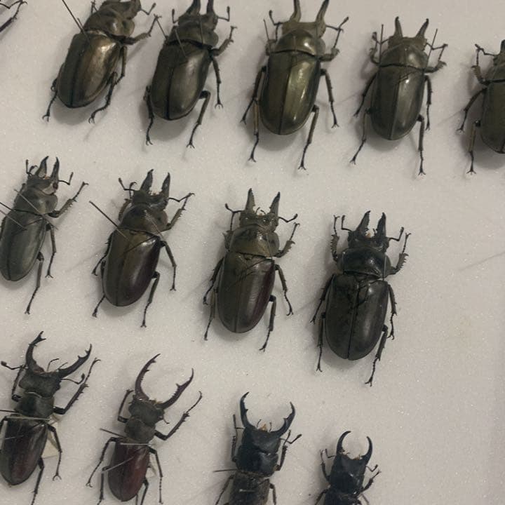 A.ローゼンベルク　オオゴンオニクワガタ雄78㍉野外品