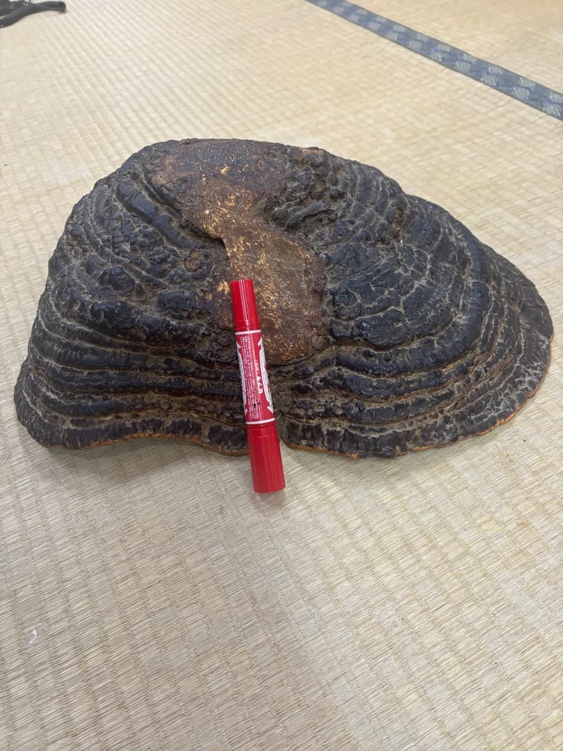 天然採取　猿の腰掛け（サルノコシカケ)　特大貴重品