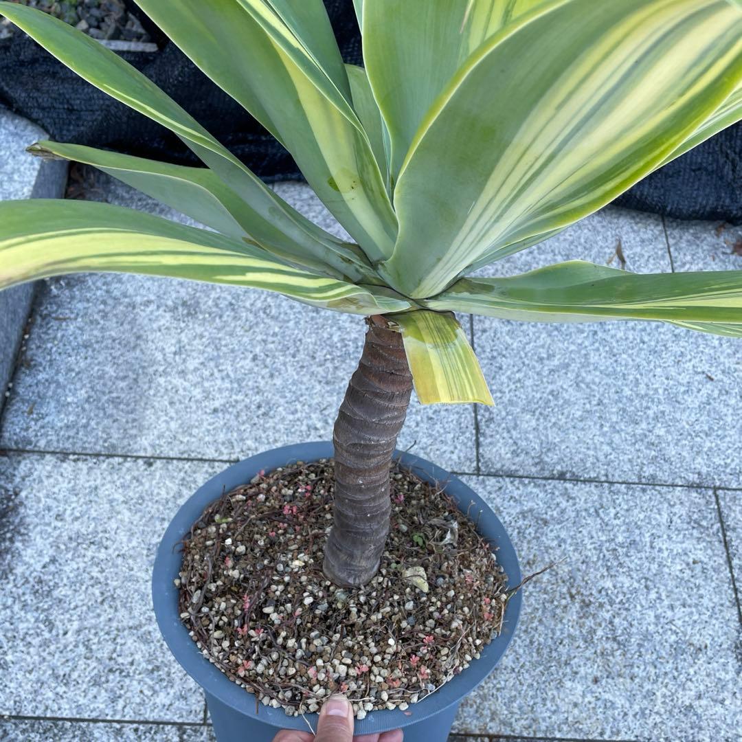 アガベ　アテナータ　イエローストライプ　/ 翡翠盤　特大　引き取り限定