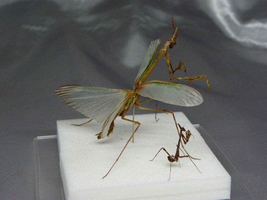エンプーサペンナータ　クシヒゲカマキリ　ペア 立体標本　ジャンク