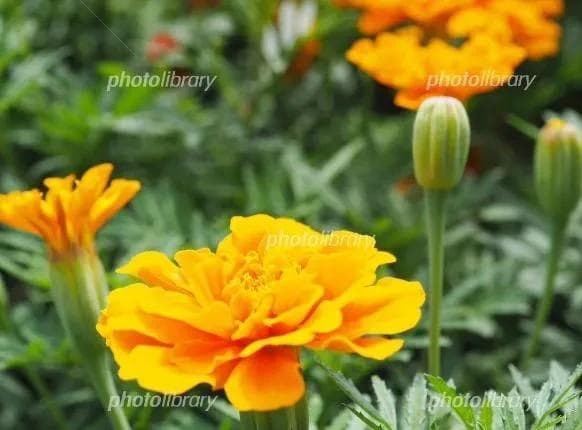 里芋の種、大量千粒＋マリーゴールド花種＋全国匿名送料無料です