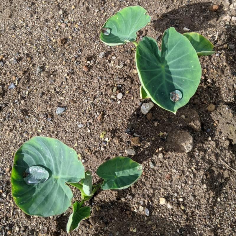 里芋の種、大量千粒＋マリーゴールド花種＋全国匿名送料無料です