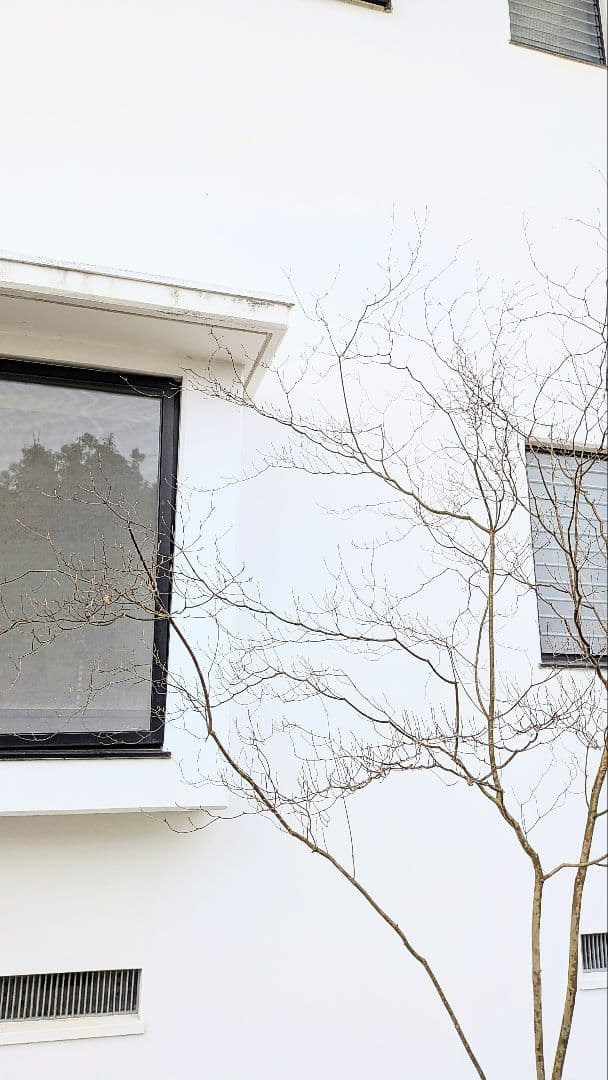 降臨。山採りドウダンツツジ。