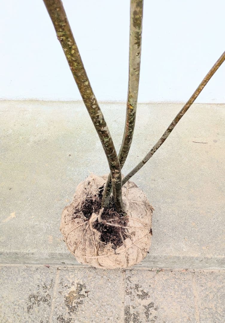 降臨。山採りドウダンツツジ。