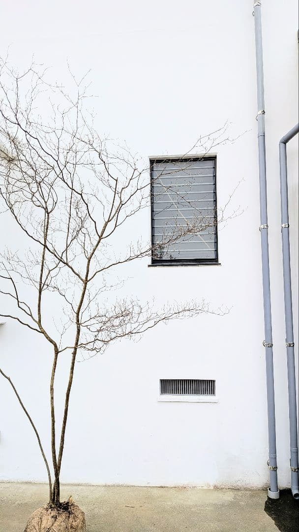 降臨。山採りドウダンツツジ。