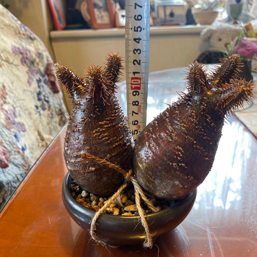 グラキリス 2頭 赤肌 良型 現地球