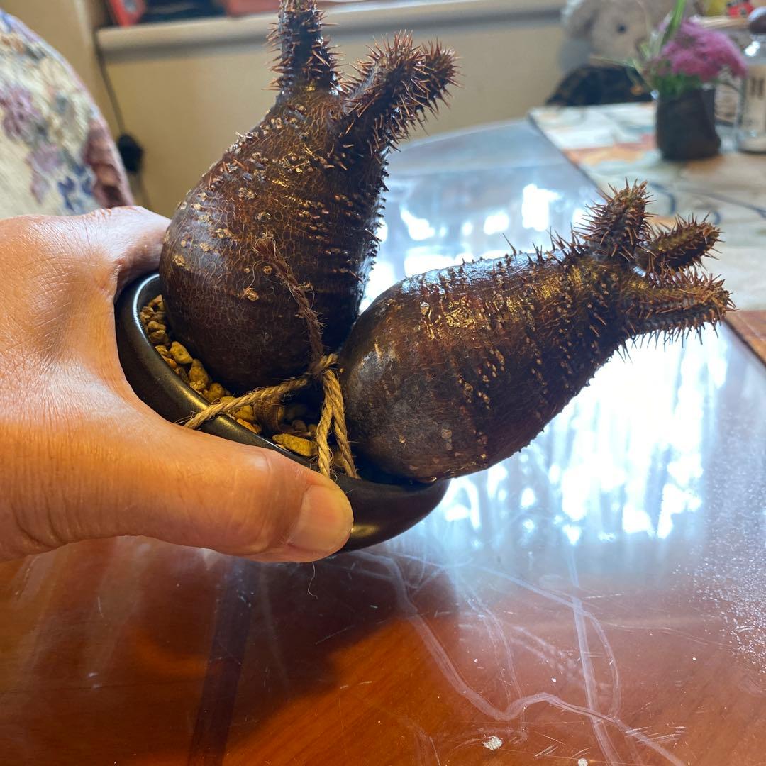 グラキリス 2頭 赤肌 良型 現地球