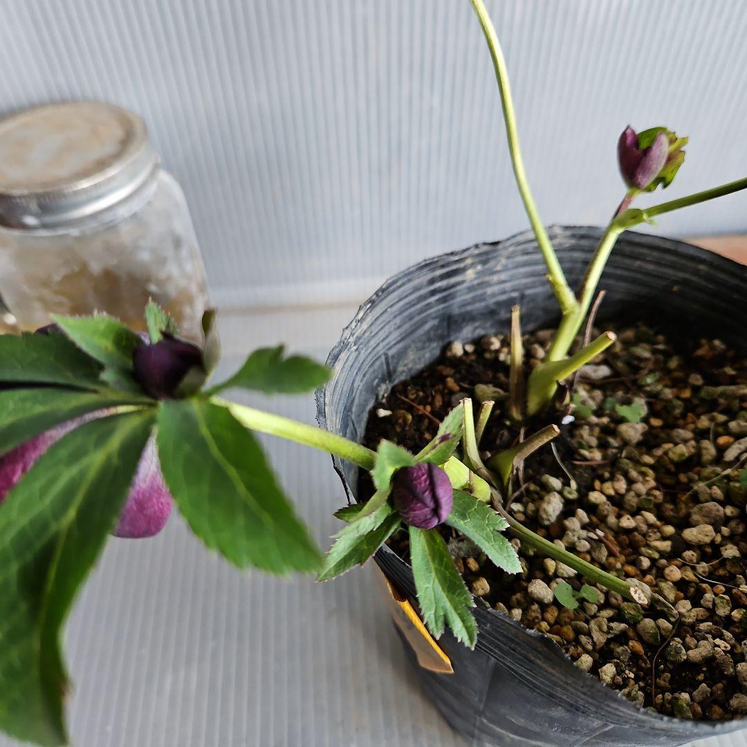 ぴくしー様ご購入苗✿㉖-29✿㉖-48㉖-407クリスマスローズ