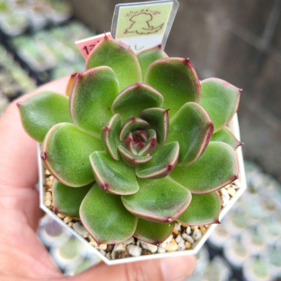 127. 多肉植物 ルドルフ 880円【抜き苗】