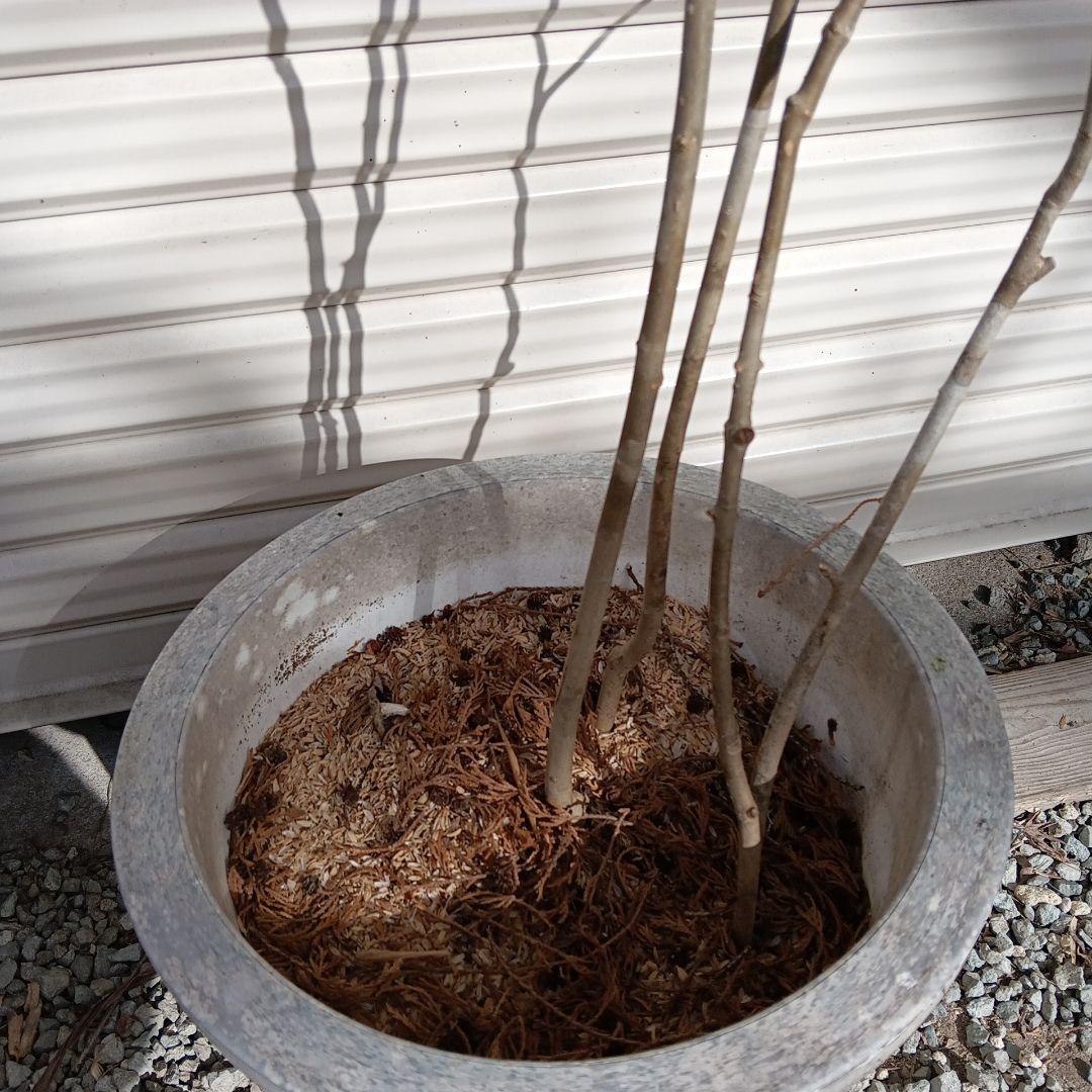 アオダモ　4本立ち　山採り