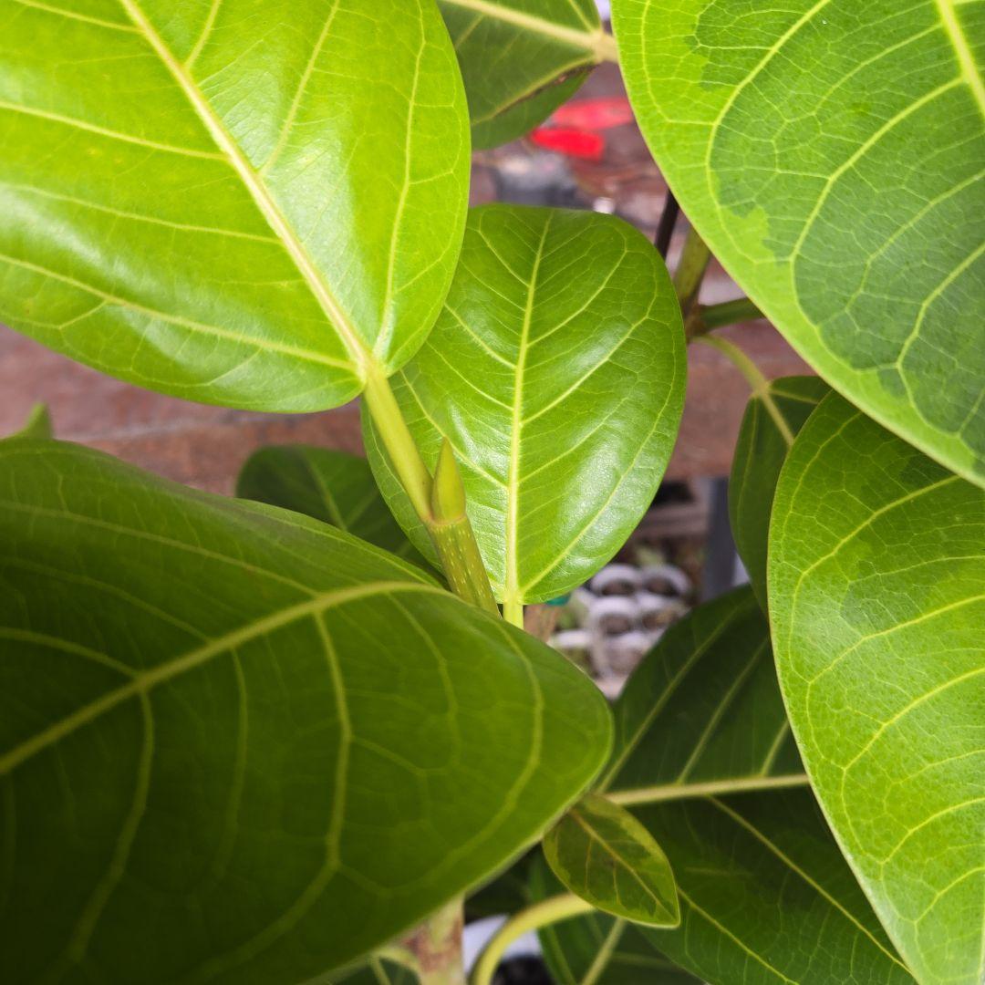 ③　フィカス　アルテシマ　8号　曲がり仕立て　特大苗木最高等級極上品‼️