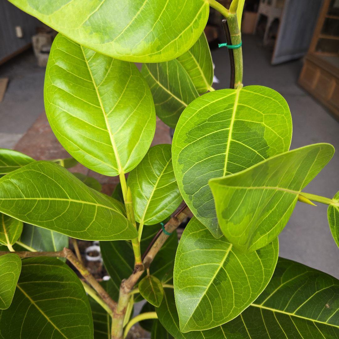 ③　フィカス　アルテシマ　8号　曲がり仕立て　特大苗木最高等級極上品‼️