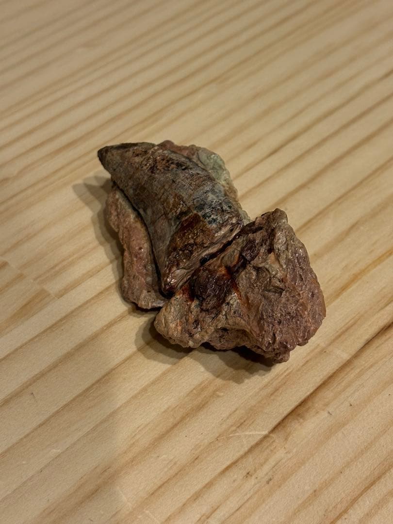 メガロサウルスの歯　化石　モロッコ　恐竜