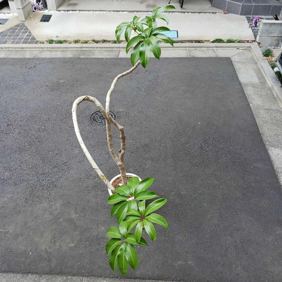 引取限定★ツピタンサス　8号　個性的　観葉植物