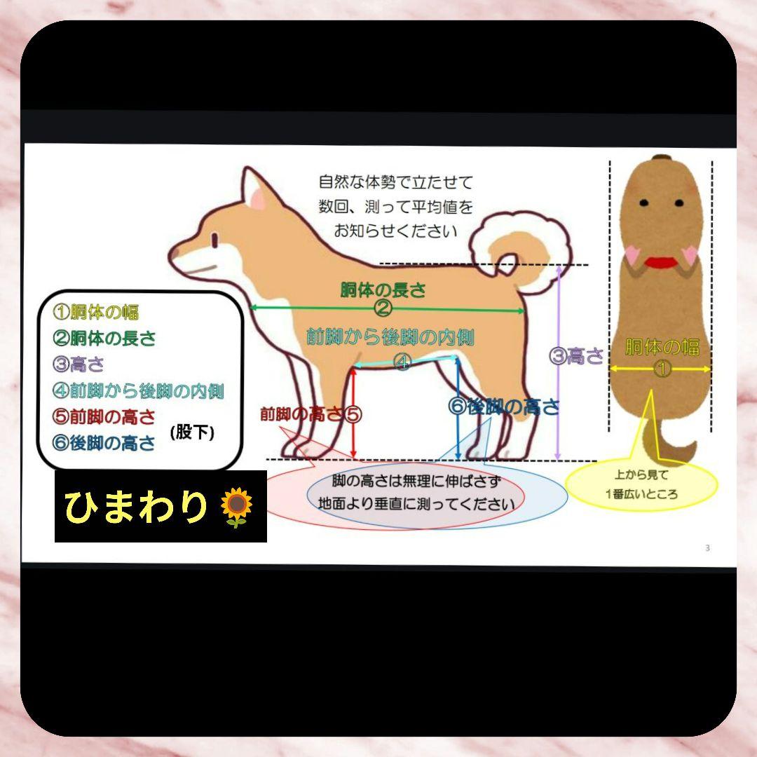 ちゃこ　柴犬4輪　リハビリ　食事補助　犬用車椅子　介護　犬の歩行器